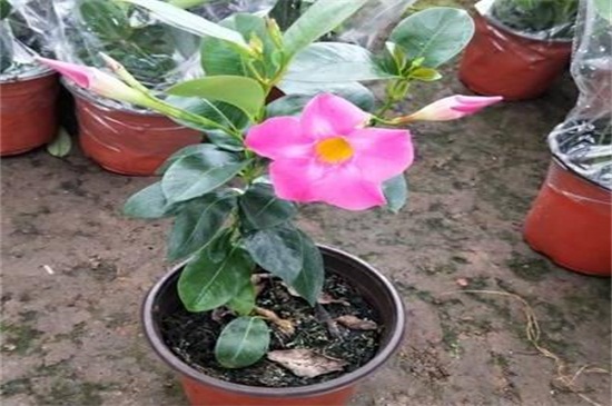 飘香藤冬季会死吗