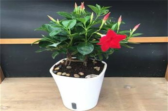 飘香藤冬季会死吗