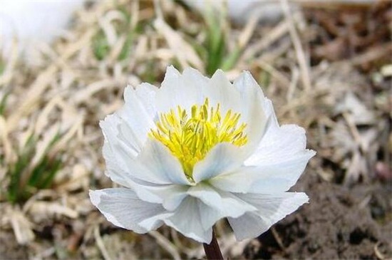 北方冬季适合养什么花，盘点10种极耐寒花卉