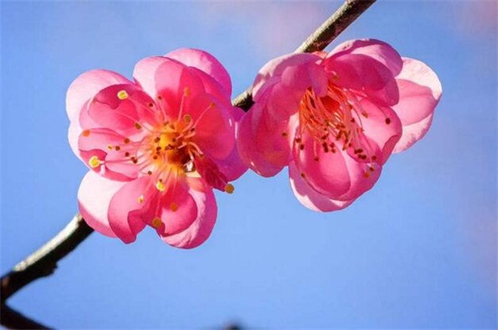 北方冬季适合养什么花，盘点10种极耐寒花卉