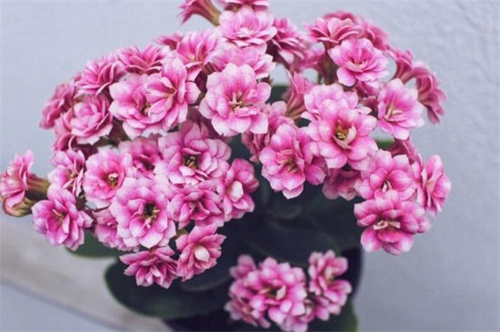 北方冬季适合养什么花，盘点10种极耐寒花卉