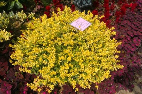 北方冬季适合养什么花，盘点10种极耐寒花卉