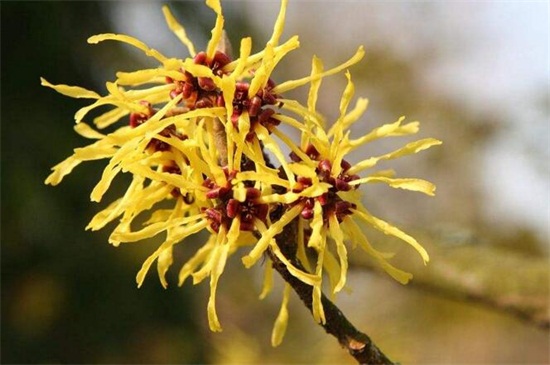 北方冬季适合养什么花，盘点10种极耐寒花卉