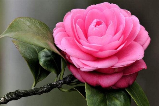 北方冬季适合养什么花，盘点10种极耐寒花卉