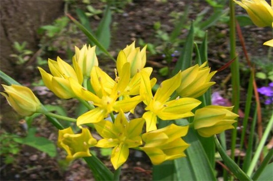 北方冬季适合养什么花，盘点10种极耐寒花卉