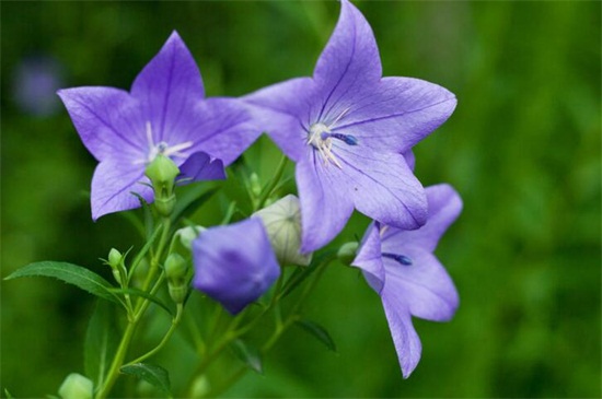 北方冬季适合养什么花，盘点10种极耐寒花卉