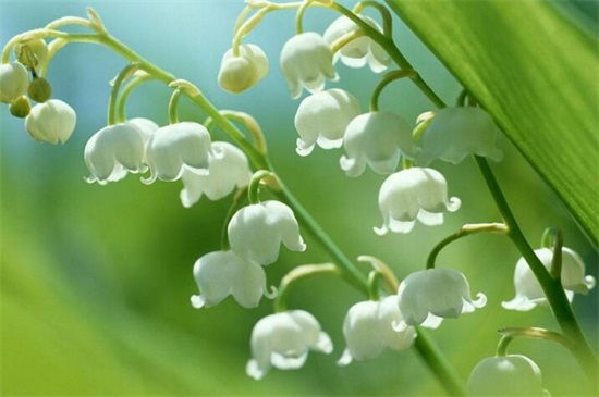 北方冬季适合养什么花，盘点10种极耐寒花卉