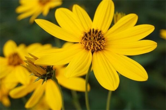 北方冬季适合养什么花，盘点10种极耐寒花卉