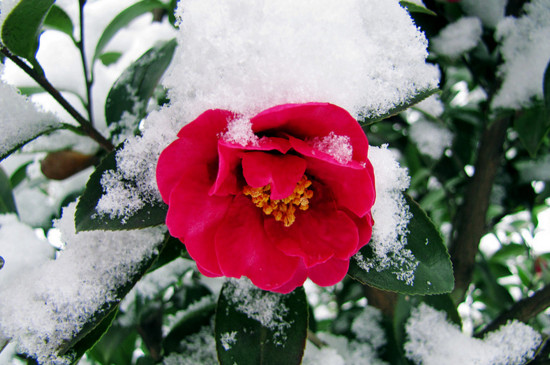 冬季的花有哪些花开，盘点十种在冬季开花的花卉