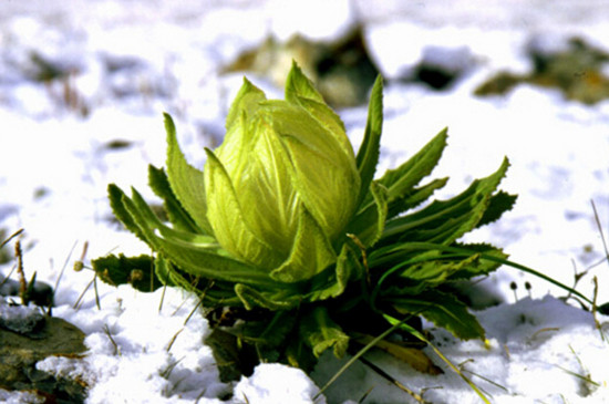 冬季的花有哪些花开，盘点十种在冬季开花的花卉