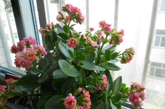 冬季的花有哪些花开，盘点十种在冬季开花的花卉