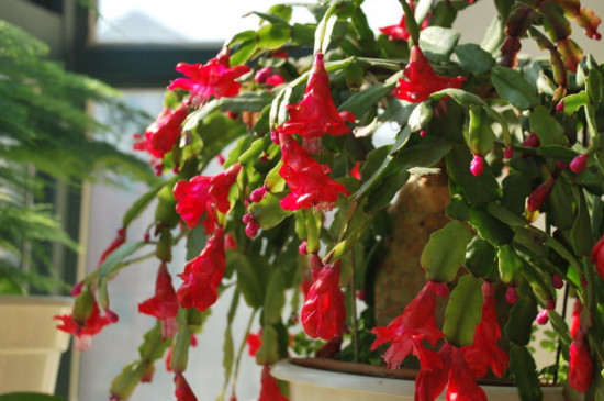 冬季的花有哪些花开，盘点十种在冬季开花的花卉