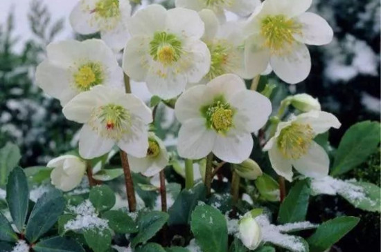 冬季的花有哪些花开，盘点十种在冬季开花的花卉