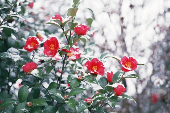 冬季冻不死的常绿植物，盘点十大常绿的耐寒植物