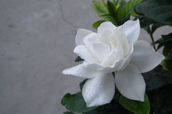 冬季冻不死的常绿植物，盘点十大常绿的耐寒植物