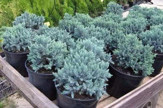 冬季冻不死的常绿植物，盘点十大常绿的耐寒植物