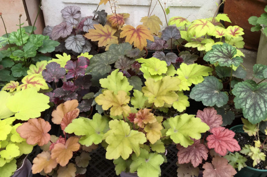 冬季冻不死的常绿植物，盘点十大常绿的耐寒植物