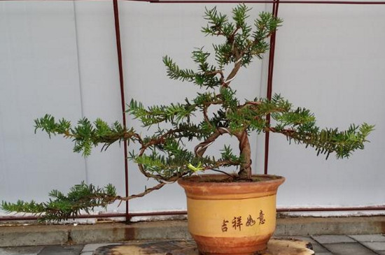 冬季冻不死的常绿植物，盘点十大常绿的耐寒植物