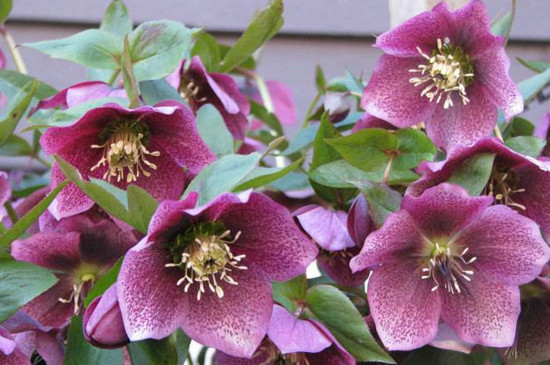 冬季冻不死的常绿植物，盘点十大常绿的耐寒植物