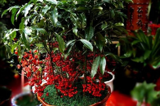 冬季冻不死的常绿植物，盘点十大常绿的耐寒植物