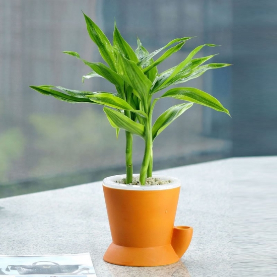 3招远离冬季富贵竹发黄烦恼|超简单