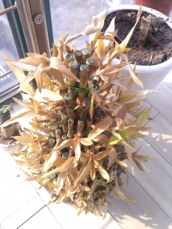 3招远离冬季富贵竹发黄烦恼|超简单