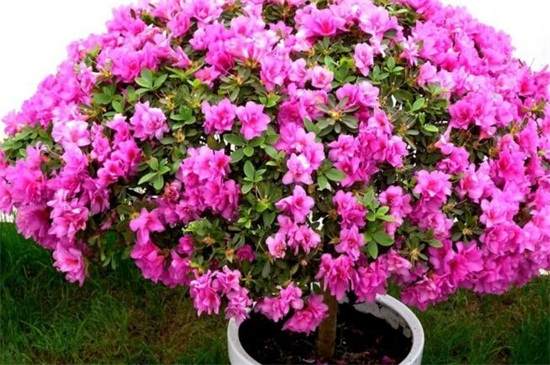 春季有什么花开，论述10种最美花卉