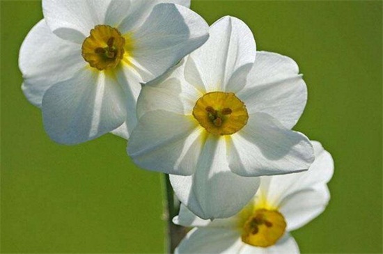 春季有什么花开，论述10种最美花卉