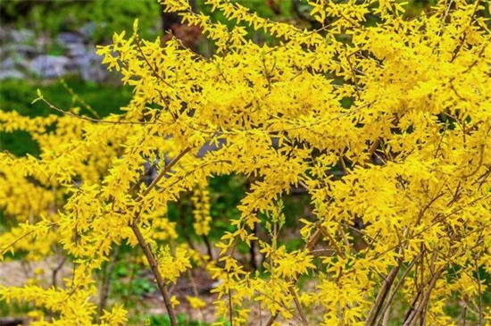 春季有什么花开，论述10种最美花卉