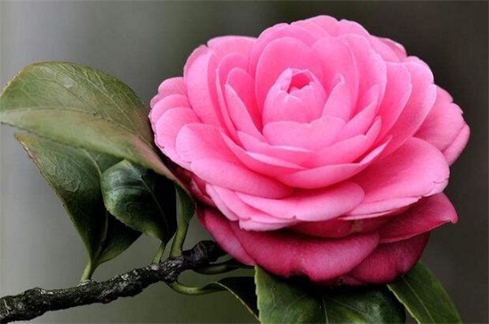 春季有什么花开，论述10种最美花卉