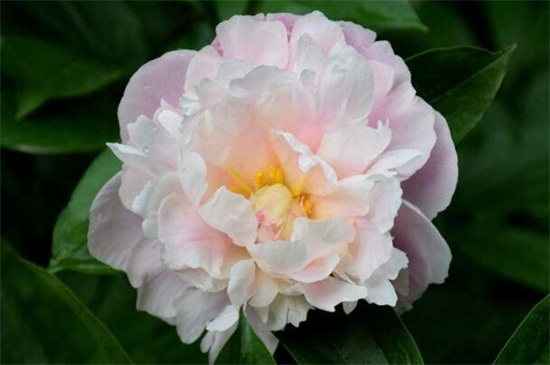 春季有什么花开，论述10种最美花卉