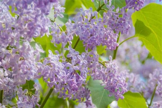 春季有什么花开，论述10种最美花卉