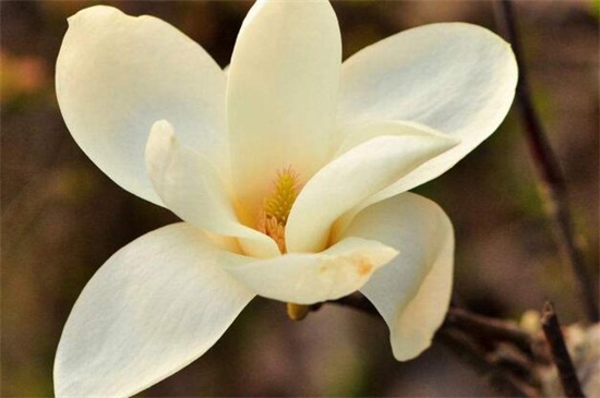 春季有什么花开，论述10种最美花卉