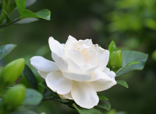 春季开的花有哪些