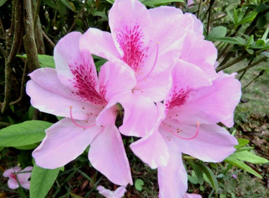 春季开的花有哪些