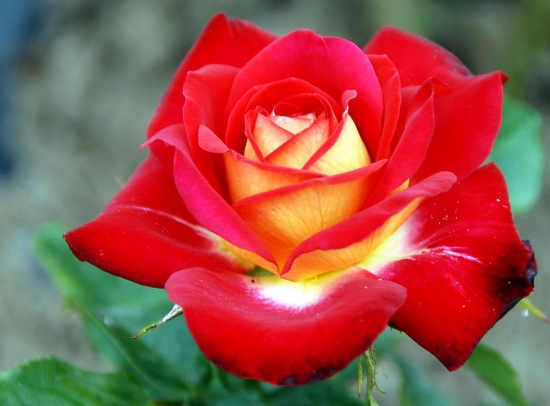 春季开的花有哪些