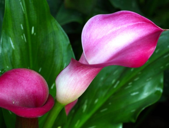 春季开的花有哪些