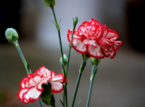 春季开的花有哪些