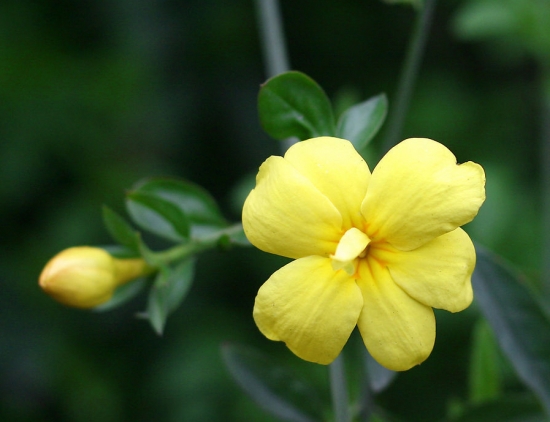 春季开的花有哪些