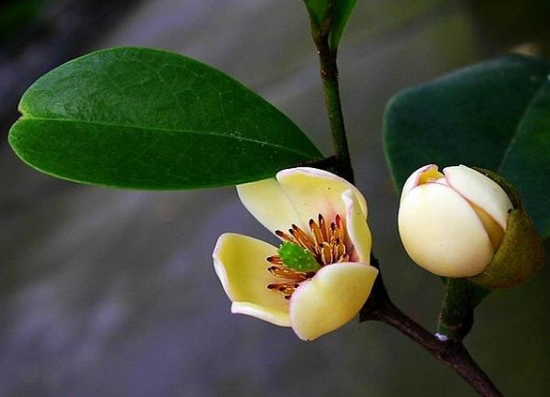 春季开的花有哪些