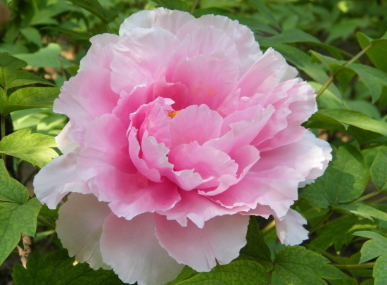 春季开的花有哪些