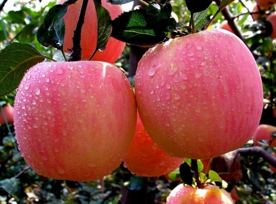 春季吃什么水果好