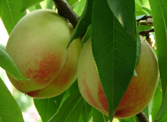 春季有什么水果