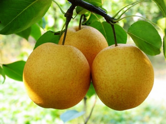 春季孕妇吃什么水果好