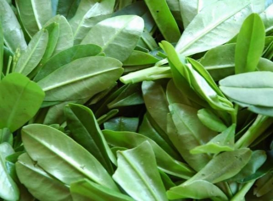 春季吃什么菜比较好