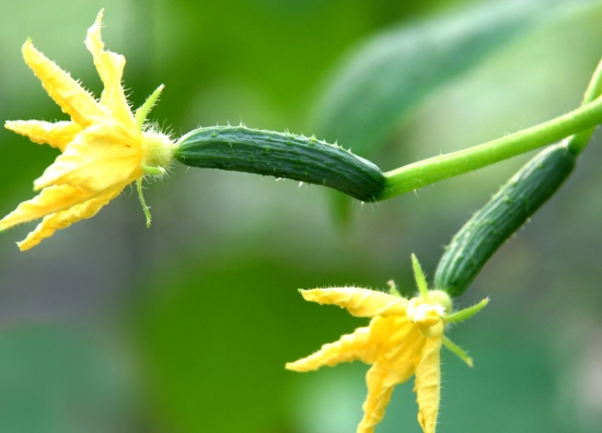 春季适合种什么菜