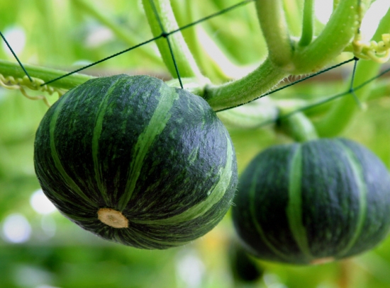 春季适合种什么菜