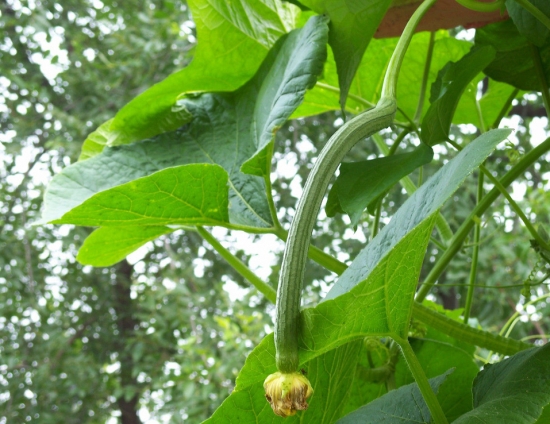 春季适合种什么菜