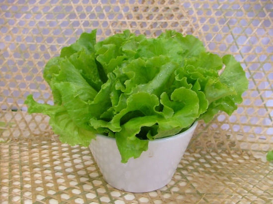 春季适合种什么菜