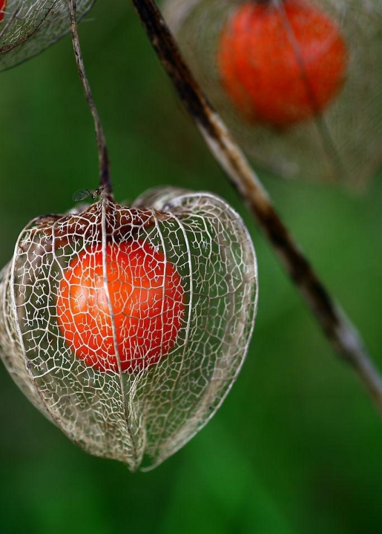 酸浆/姑娘果/灯笼果的养殖办法与留意事项
